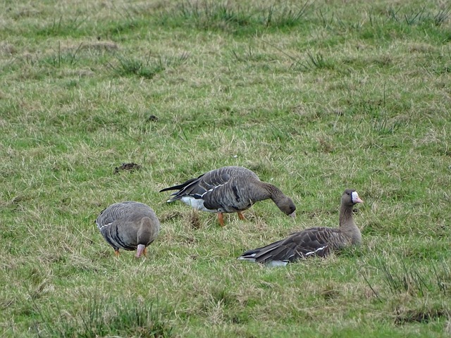 疆伊力特男 疆伊力特男
