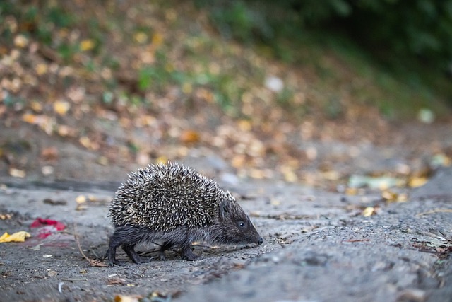 队在进攻上 队在进攻上