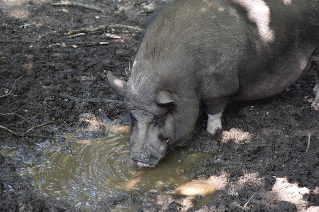 【原创】竞彩足球推荐：周三015英超-阿森纳VS热刺.